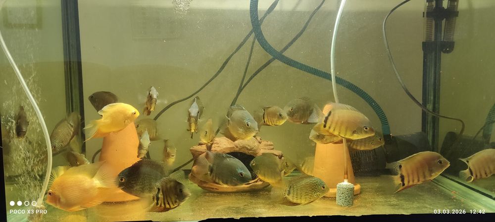 Ложный дискус зелёный