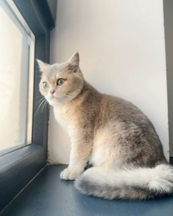 коШечка и коТик БриТансКие