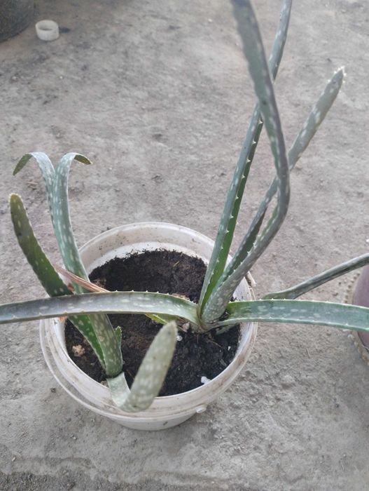 Цветы домашние для дома