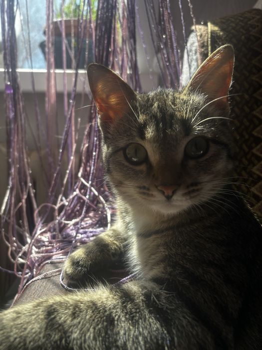 Кошечка-тигренок