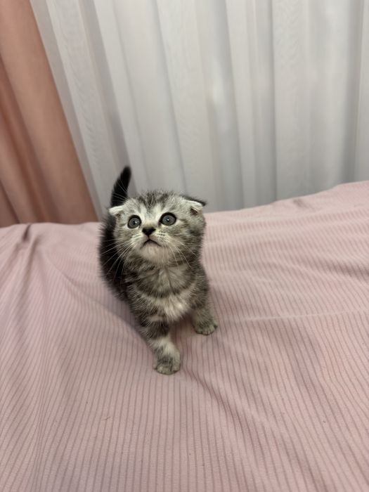 O’yinqaroq Scottish Fold mushukcha sotiladi!