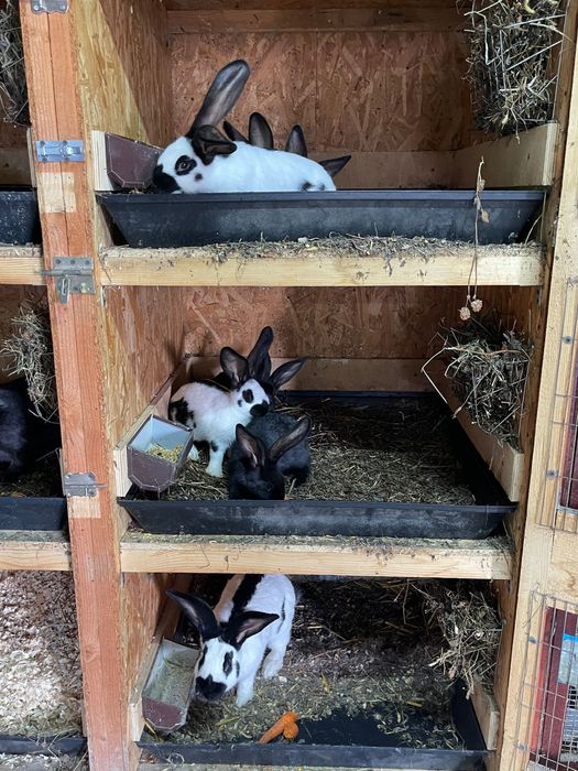 Fluturas German Urias