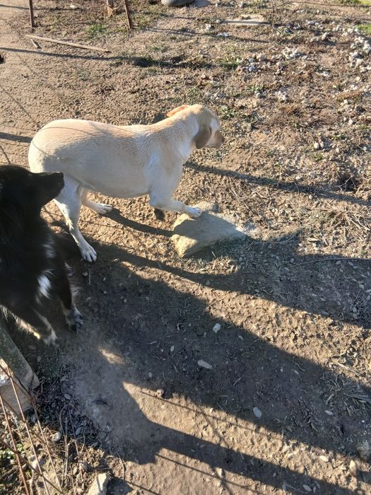 Femela Labrador Retriever