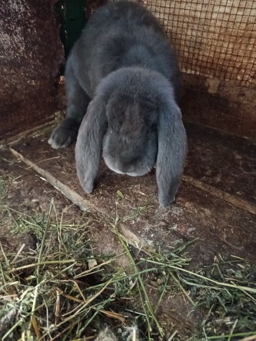 Mascul Berbec german albastru