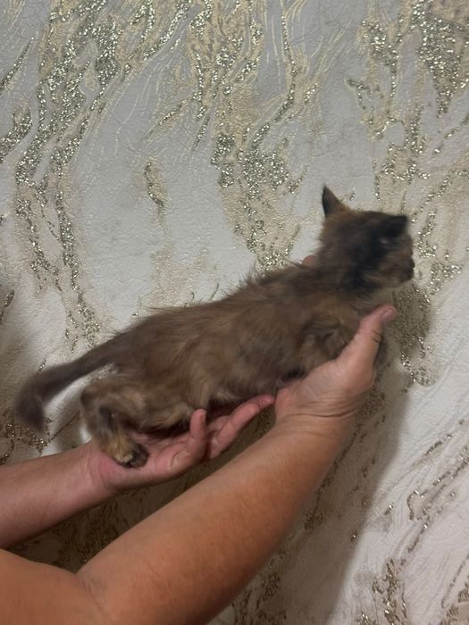 Отдам котята девочки