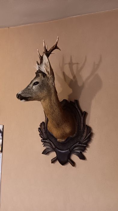 Препарирани сръндак 2бр.