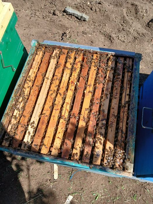 De vânzare 50 de familii de albine,de la 7 la 10 rame cu albină.