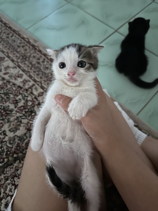 Шотландские кошки сатылады