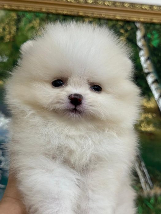 Мими мишки шпицы