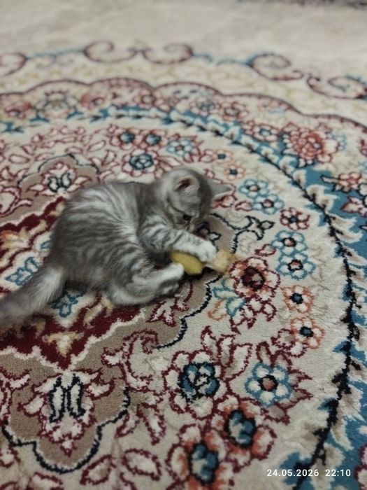 Продается шотландский котёнок