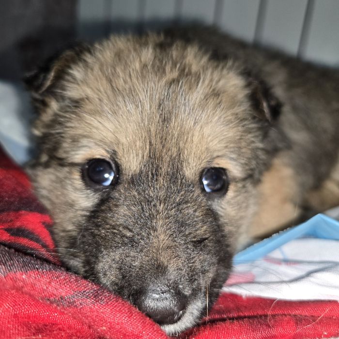 Щеночек девочка.