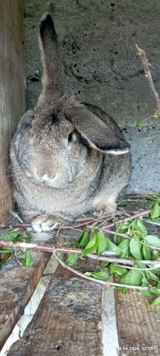 кролики порода фландер