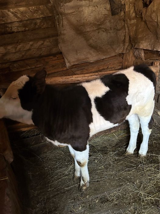 Vitea baltata romaneasca