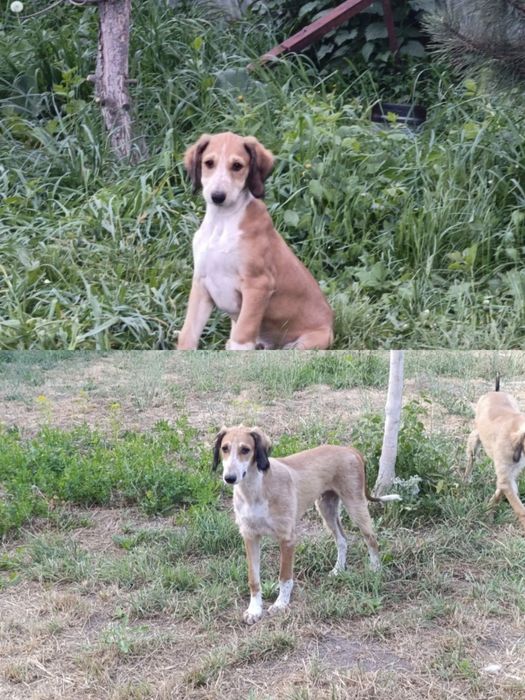 Щенки казахской тазы