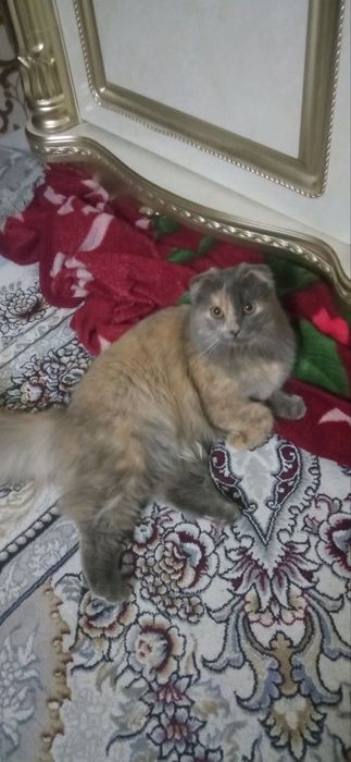 Породистая кошка скотиш фолд