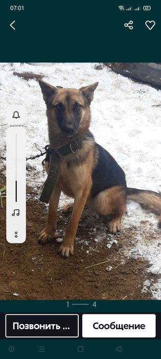 Продам овчарку немецкую девочка