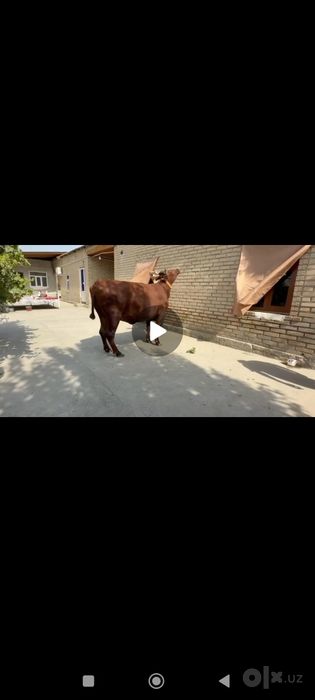 Yetuk bo‘g‘oz ikkinchi qorin estoni tozasi sotiladi paqir