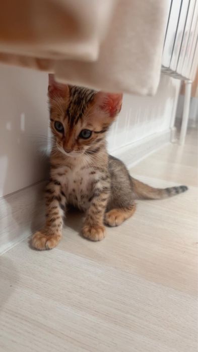 Бенгальский котенок