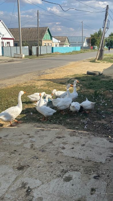 Продам Гусей 3х месячных