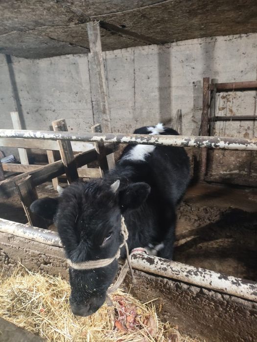 Ургашы бузай 10 айлык