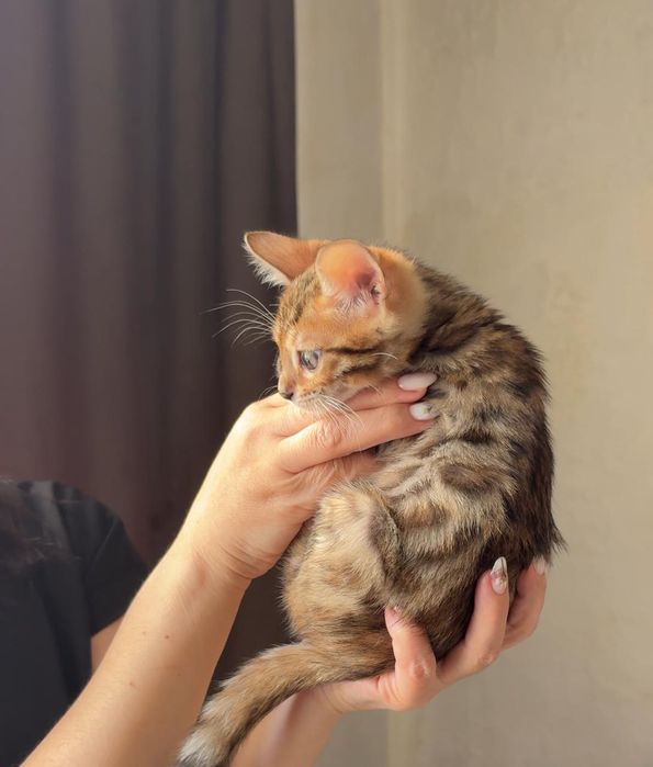 Продам бенгала мальчика 2 мес