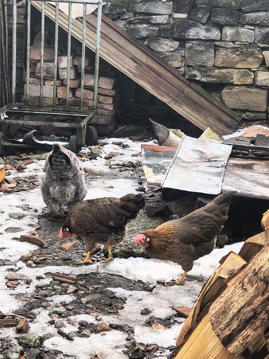 Vând găini italiene originale