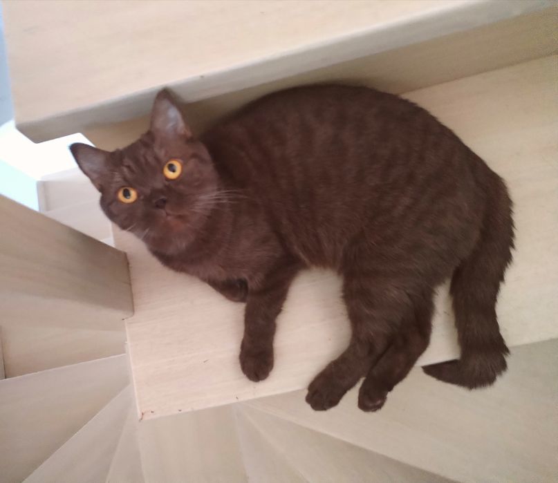 British shorthair ciocolata
