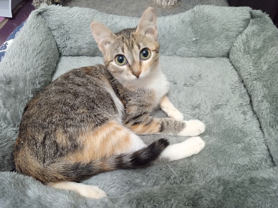 Кошечку в хорошие руки