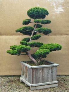 Бансай япон дарахти йасаб берамиз