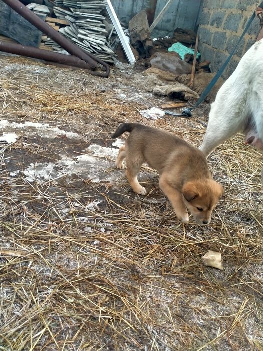 Продам Щенок девочка
