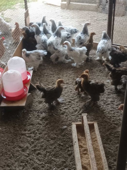Brahma si cochinchina pui disponibili