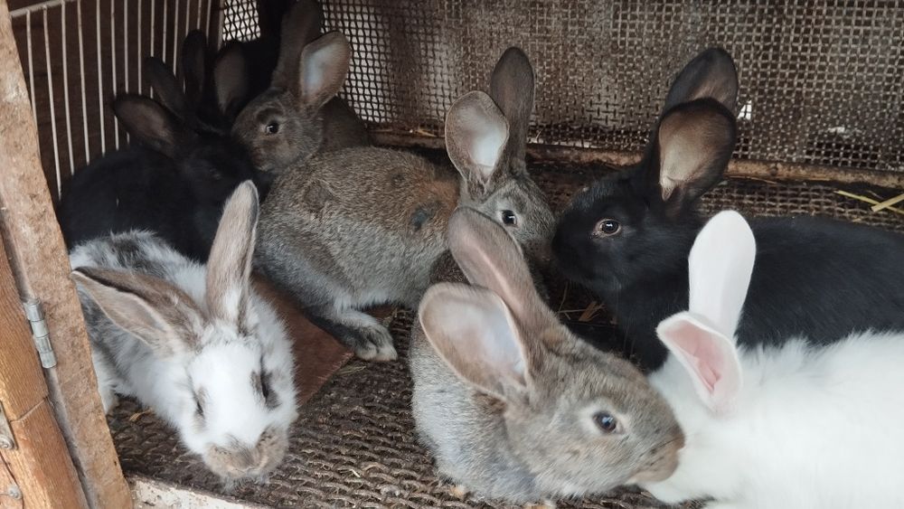 Продаются кролики