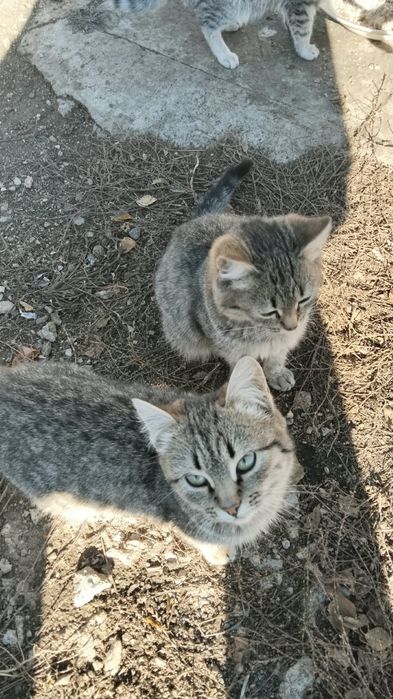 Отдадим котят в хорошие руки