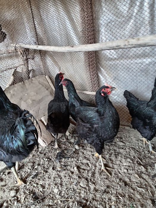 Кора шахзода тоза зотли товуклар тухумига заказ оламиз