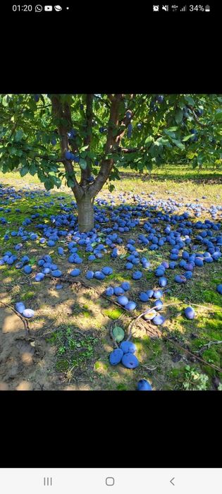 Vând prune pentru tuica