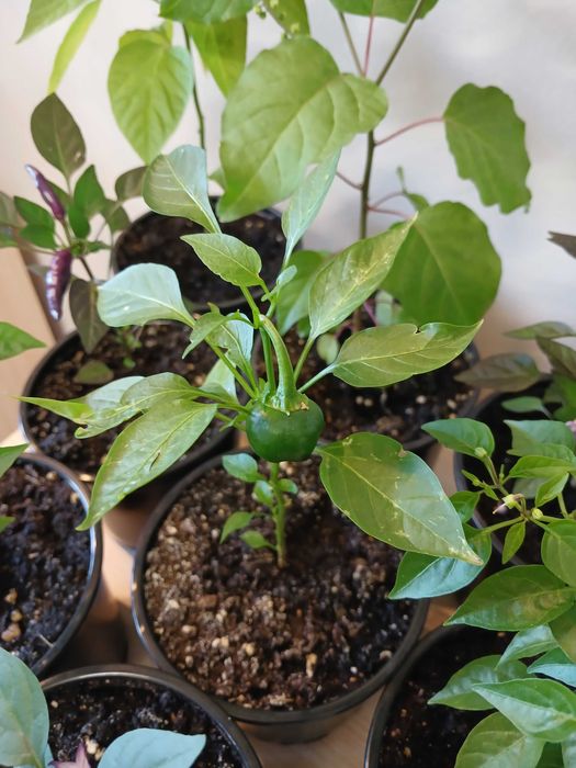 Продам перцы острые декоративные