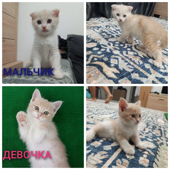 Котята в заботливые руки.