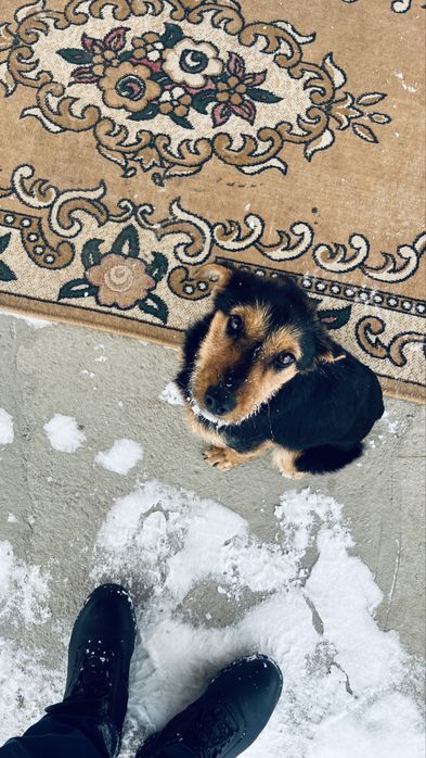 Метис ягтерьер и руский спаниель