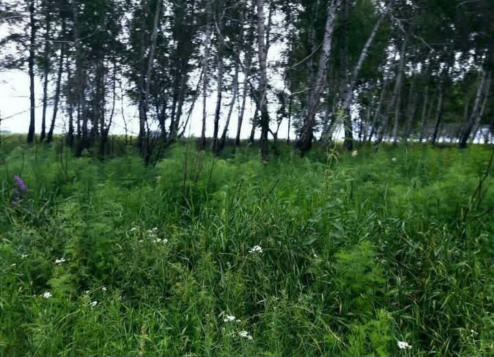 Ферма, Фазенда, Откорм площадка