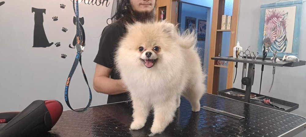 Лапочка Мини Шпицуха