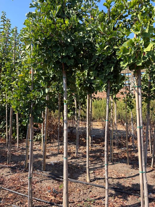 Ginkgo biloba - Arbori ornamentali