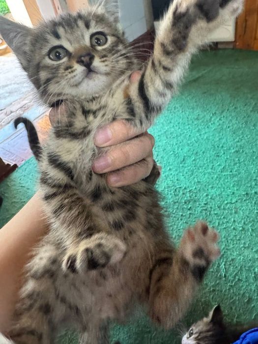 Мушук болачалари