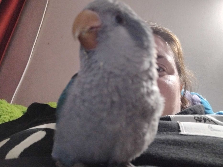 Ръчно хранен папагал монах с клетката