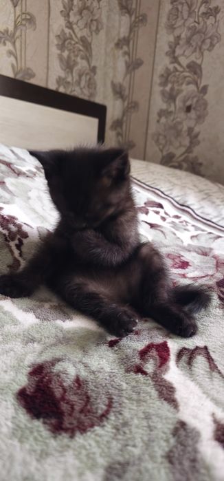 Скоттиш страйт девочка