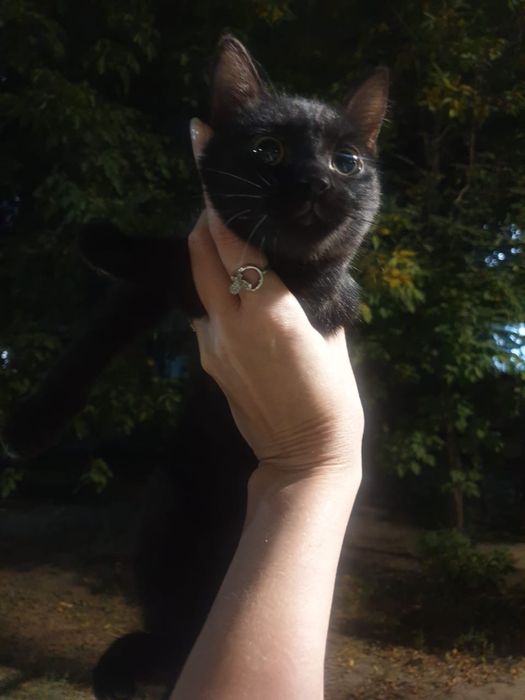 котенок в добрые руки
