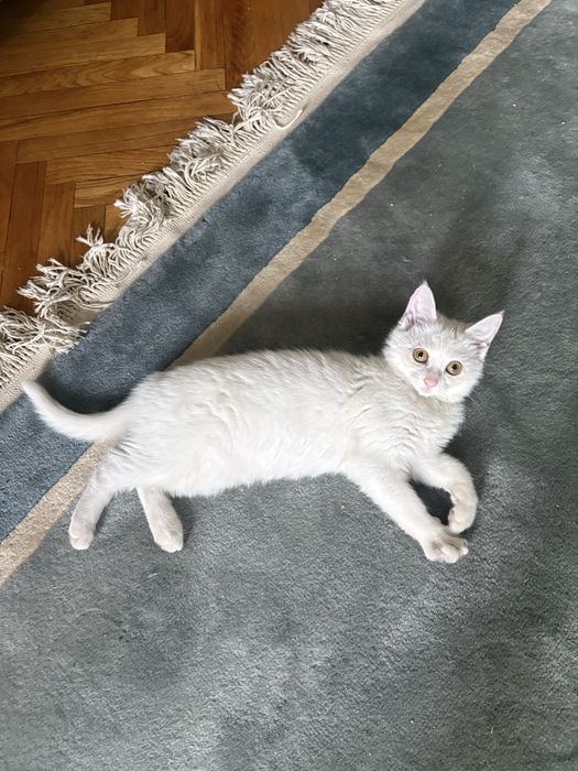 котенок в добрые руки