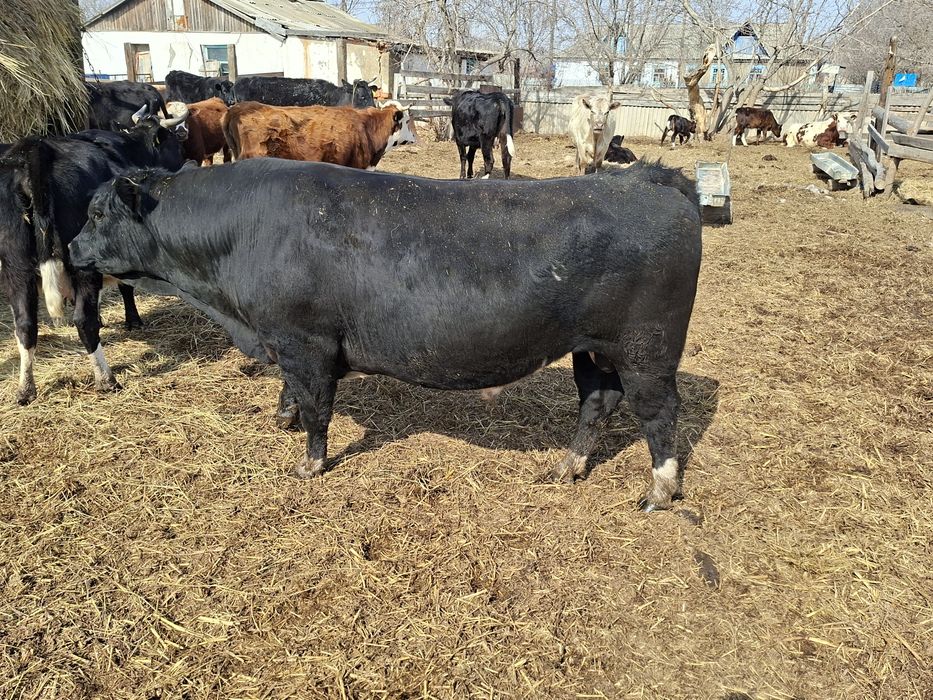 Продам  быка племенного