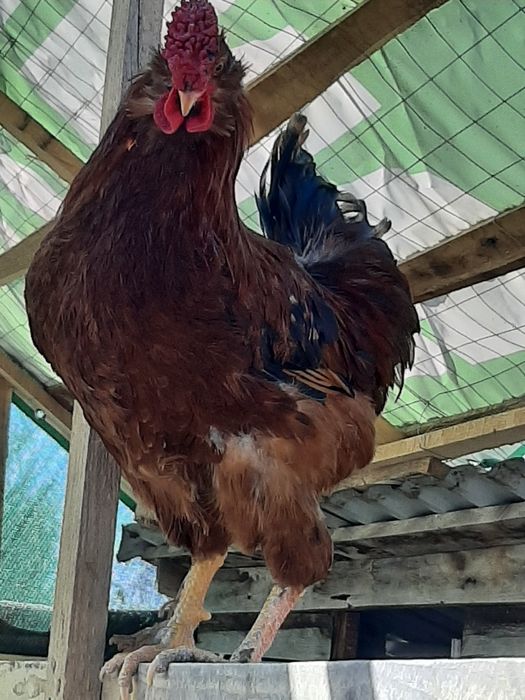 Pasari de casa de rasa