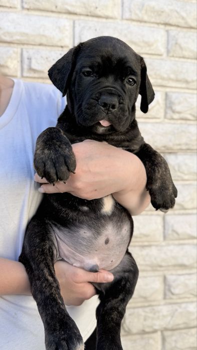 Italian Cane Corso