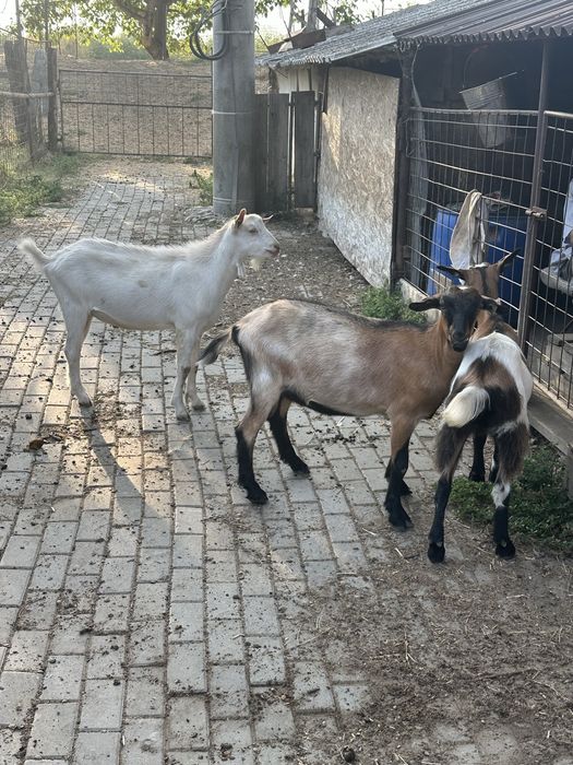 Vand doua capre doua iedite si un tapisor